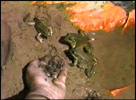 Three Frogs      